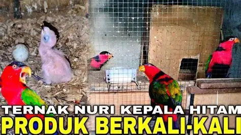 Jeep Willys Klasik Mobil Jeep Willys klasik di medan offroad